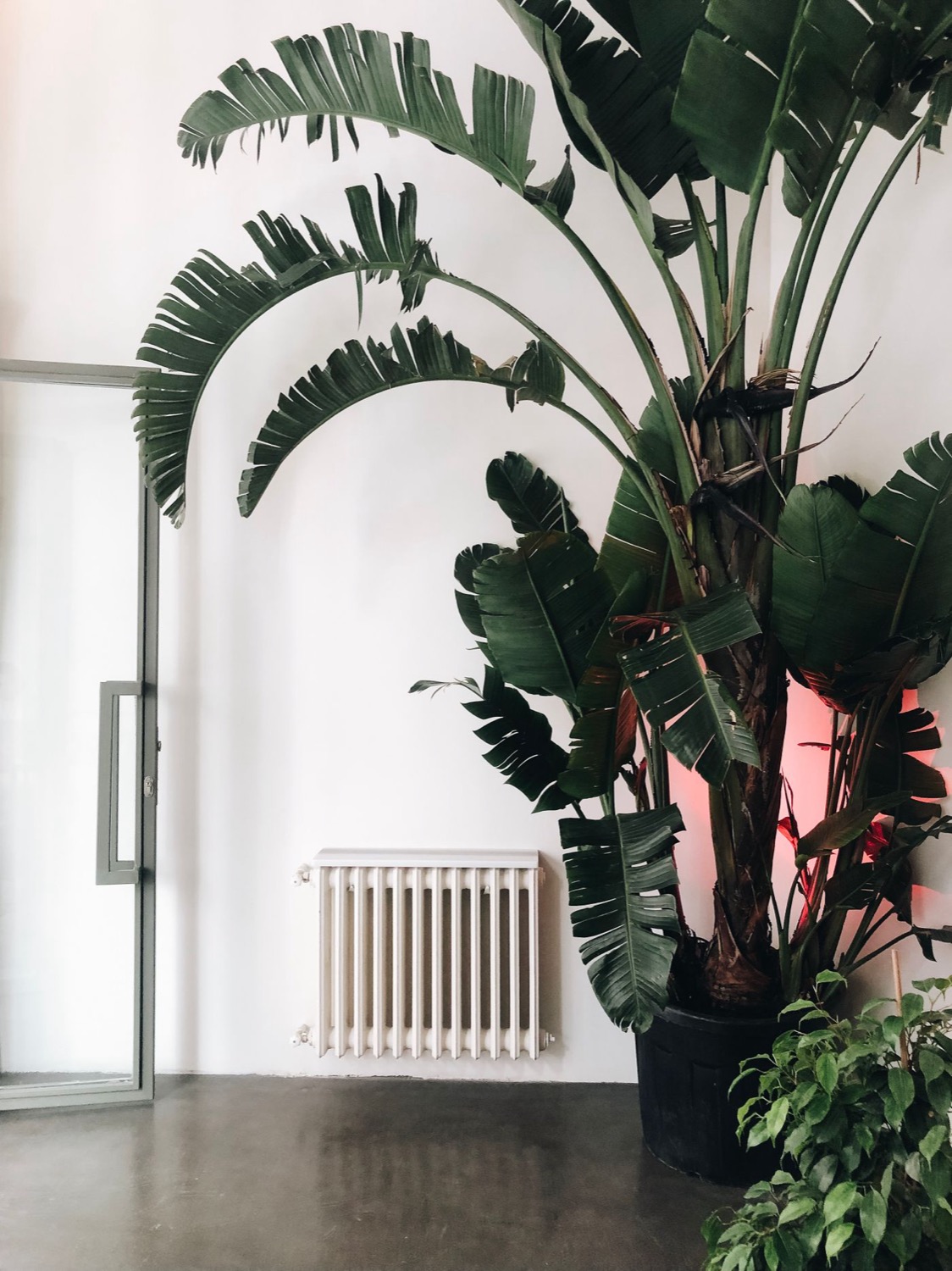 Radiateur blanc dans un intérieur épuré avec plante verte